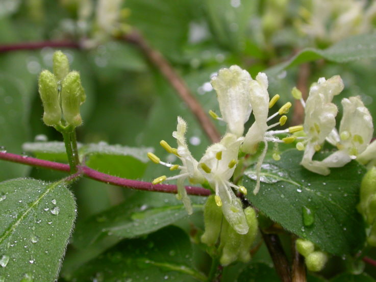 Geißblattgewächse, Caprifoliaceae, Geißblatt, Heckenkirsche, Lonicera